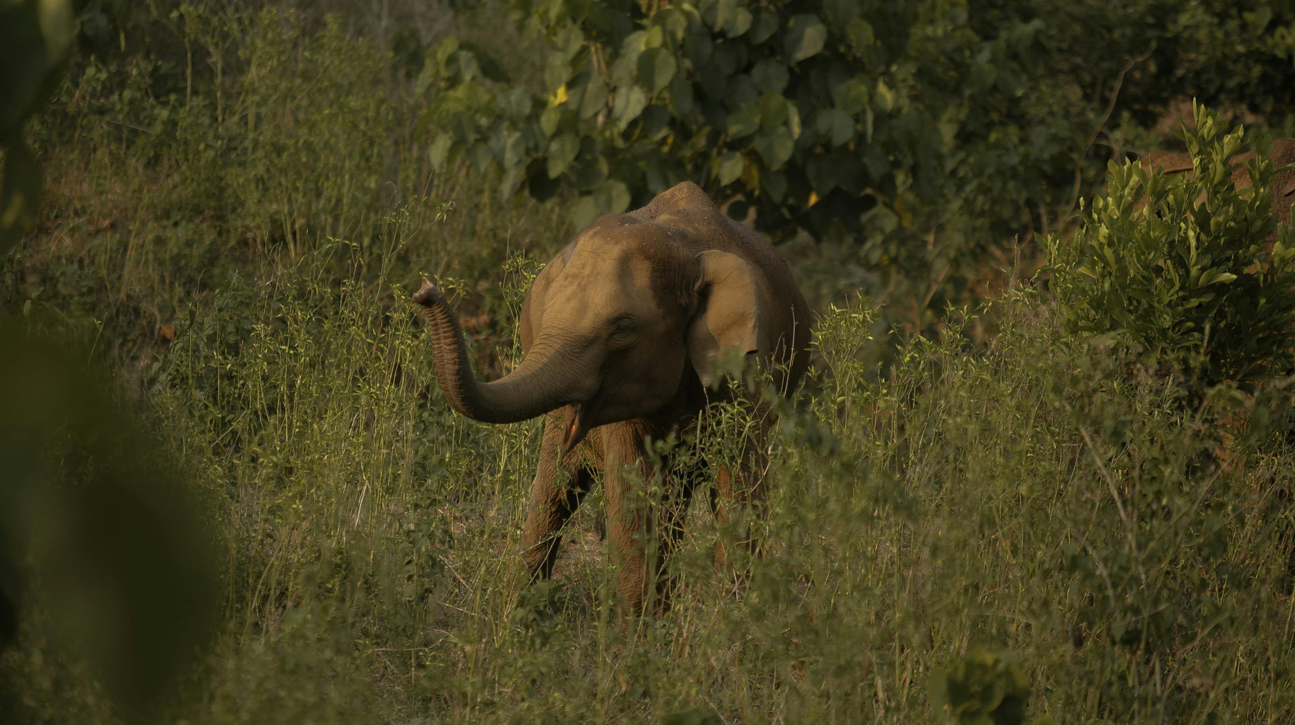 Forests in India Cover About 21% of the Land Area