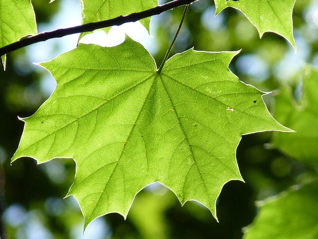 maple, branch, leaf